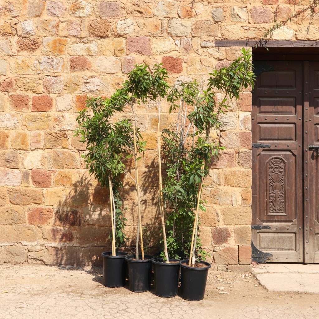Manilkara Zapota Or Chikoo Tree شجرة الشيكو - Greensouq - 