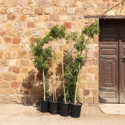 Manilkara Zapota Or Chikoo Tree شجرة الشيكو - Greensouq - 