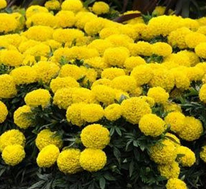 Marigold Plant - Greensouq - 