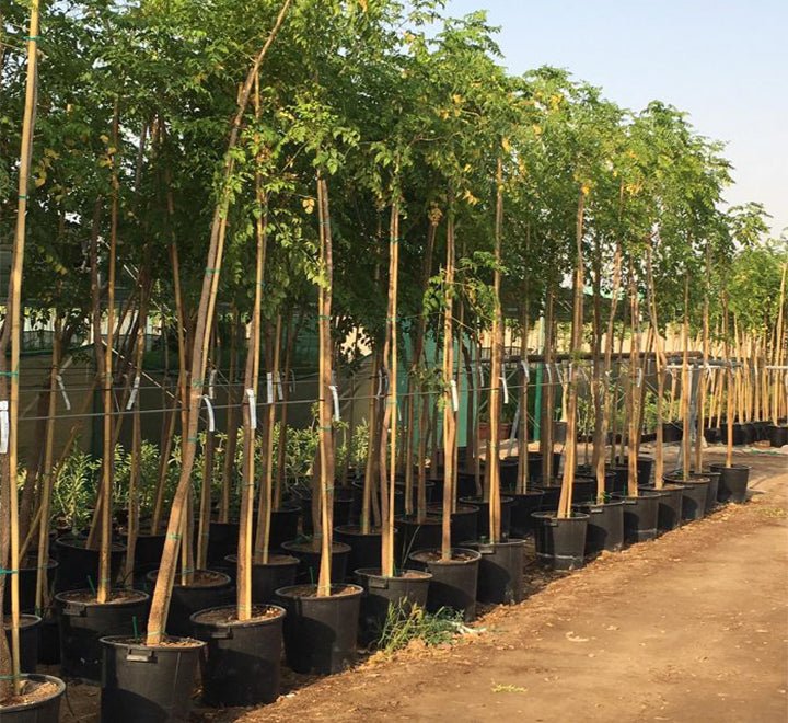 Millingtonia Hortensis "Tree Jasmine شجرة الياسمين or Indian Cork Tree" - Greensouq - 