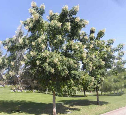 Millingtonia Hortensis "Tree Jasmine شجرة الياسمين or Indian Cork Tree" - Greensouq - 