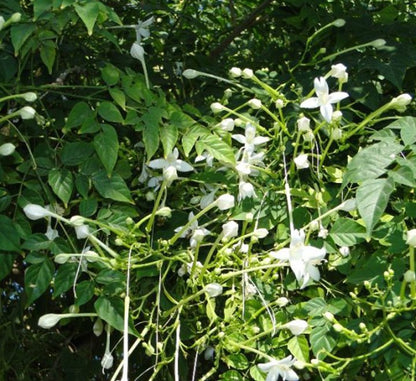 Millingtonia Hortensis "Tree Jasmine شجرة الياسمين or Indian Cork Tree" - Greensouq - 