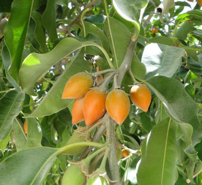 Mimusops Elengi or Spanish Cherry Tree - Greensouq - 