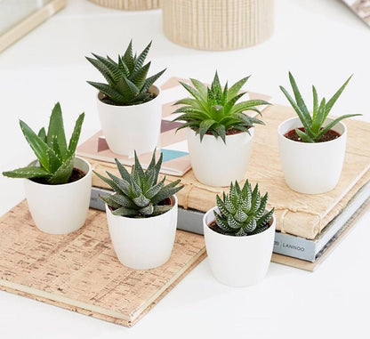 Mini Haworthia succulent 4 - 6cm per piece - Greensouq -