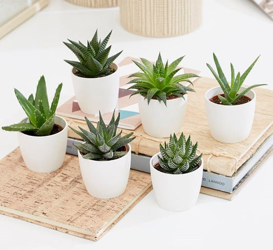 Mini Haworthia succulent 4 - 6cm per piece - Greensouq -
