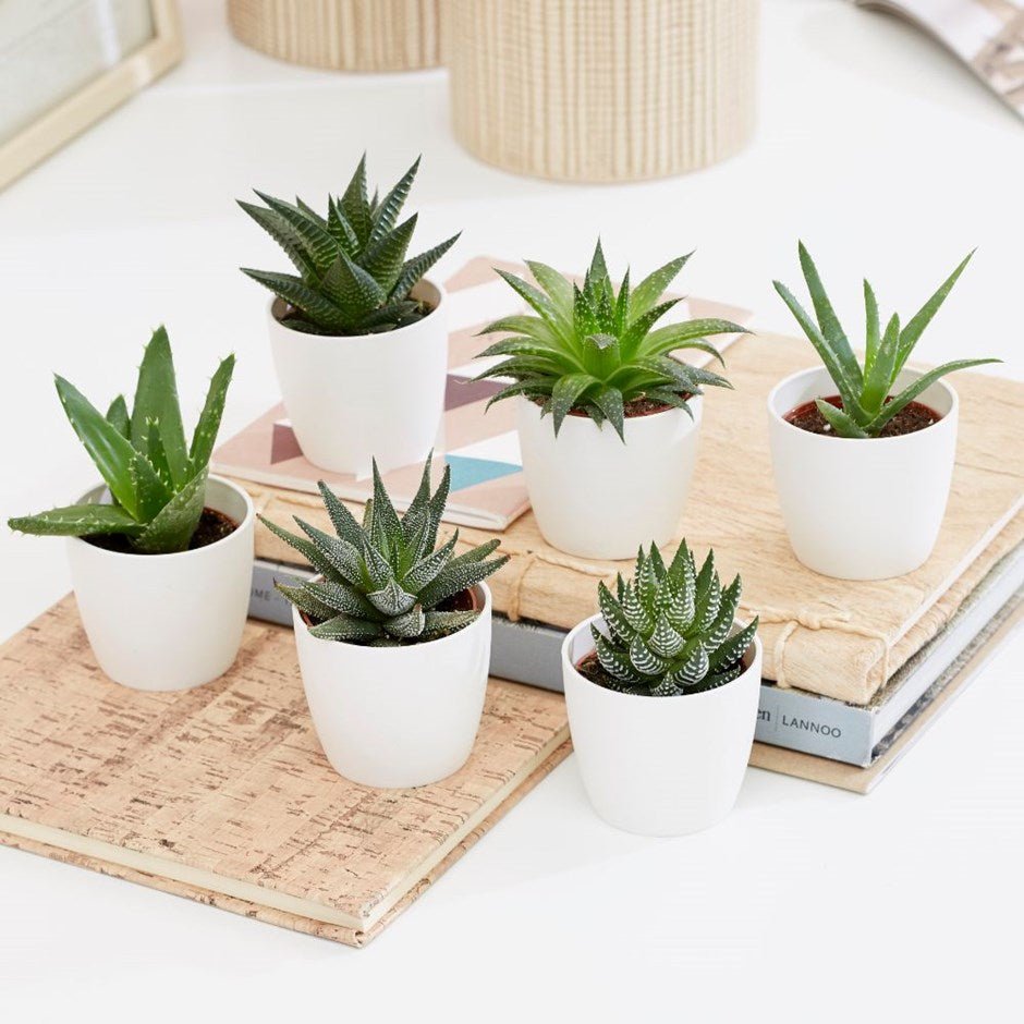 Mini Haworthia succulent 4 - 6cm per piece - Greensouq -