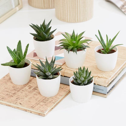 Mini Haworthia succulent 4 - 6cm per piece - Greensouq -
