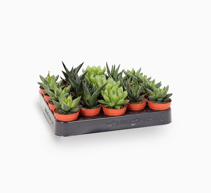 Mini Haworthia succulent 4 - 6cm per piece - Greensouq -