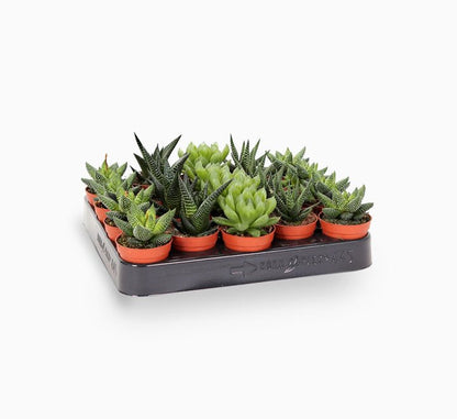 Mini Haworthia succulent 4 - 6cm per piece - Greensouq -