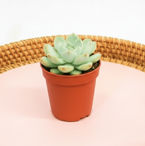 Mini succulents "Mix" Per Piece - Greensouq - 