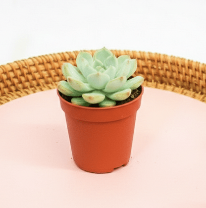 Mini succulents "Mix" Per Piece - Greensouq - 