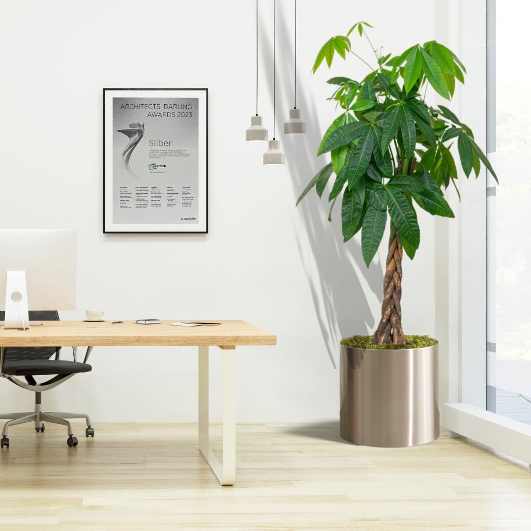 Money Tree Pachira Aquatica, "Twisted Trunk" 130 - 150cm شجرة المال - Greensouq - 