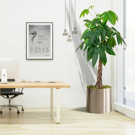 Money Tree Pachira Aquatica, "Twisted Trunk" 130 - 150cm شجرة المال - Greensouq - 