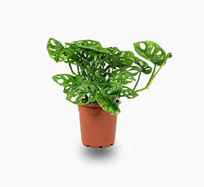 Monstera adansonii or Swiss Cheese Plant - Greensouq - 