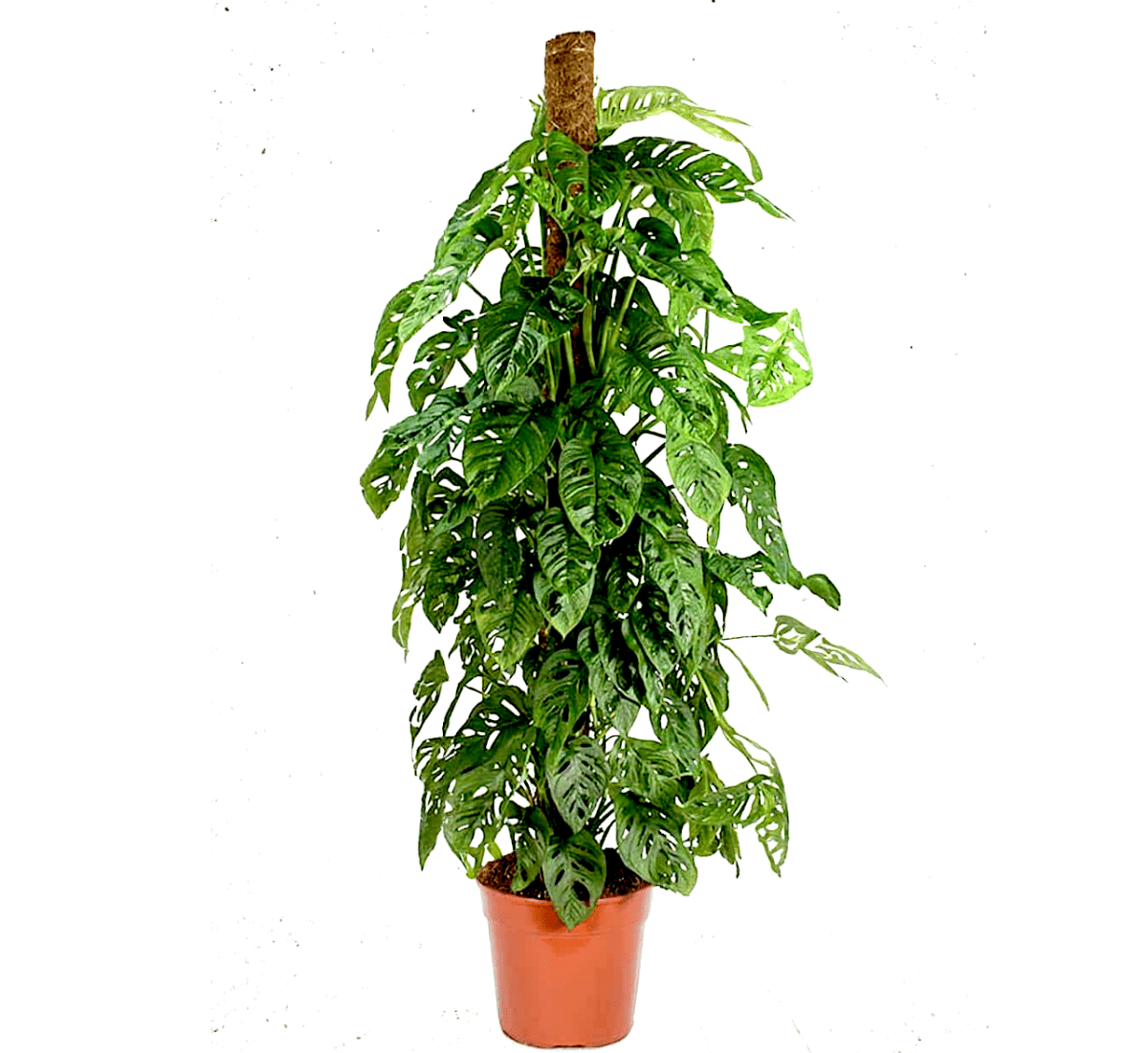 Monstera adansonii | Swiss Cheese Plant 1.0 - 1.2m - Greensouq - 