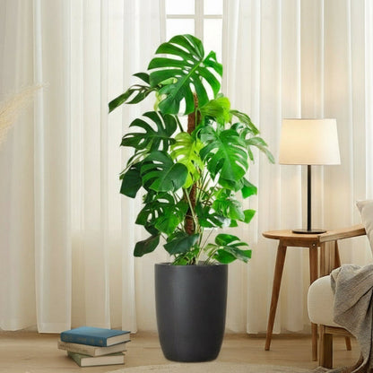 Monstera Deliciosa "The Hurricane or Swiss Cheese Plant" Holland - Greensouq - 