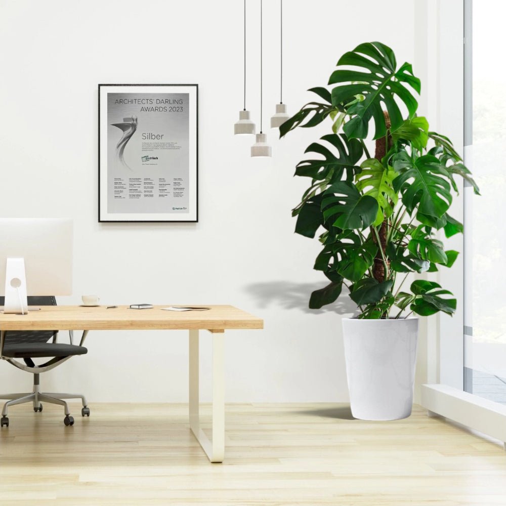 Monstera Deliciosa "The Hurricane or Swiss Cheese Plant" Holland - Greensouq - 