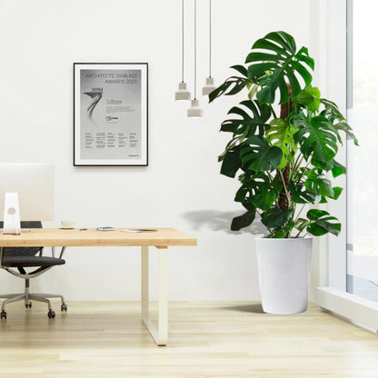 Monstera Deliciosa "The Hurricane or Swiss Cheese Plant" Holland - Greensouq - 