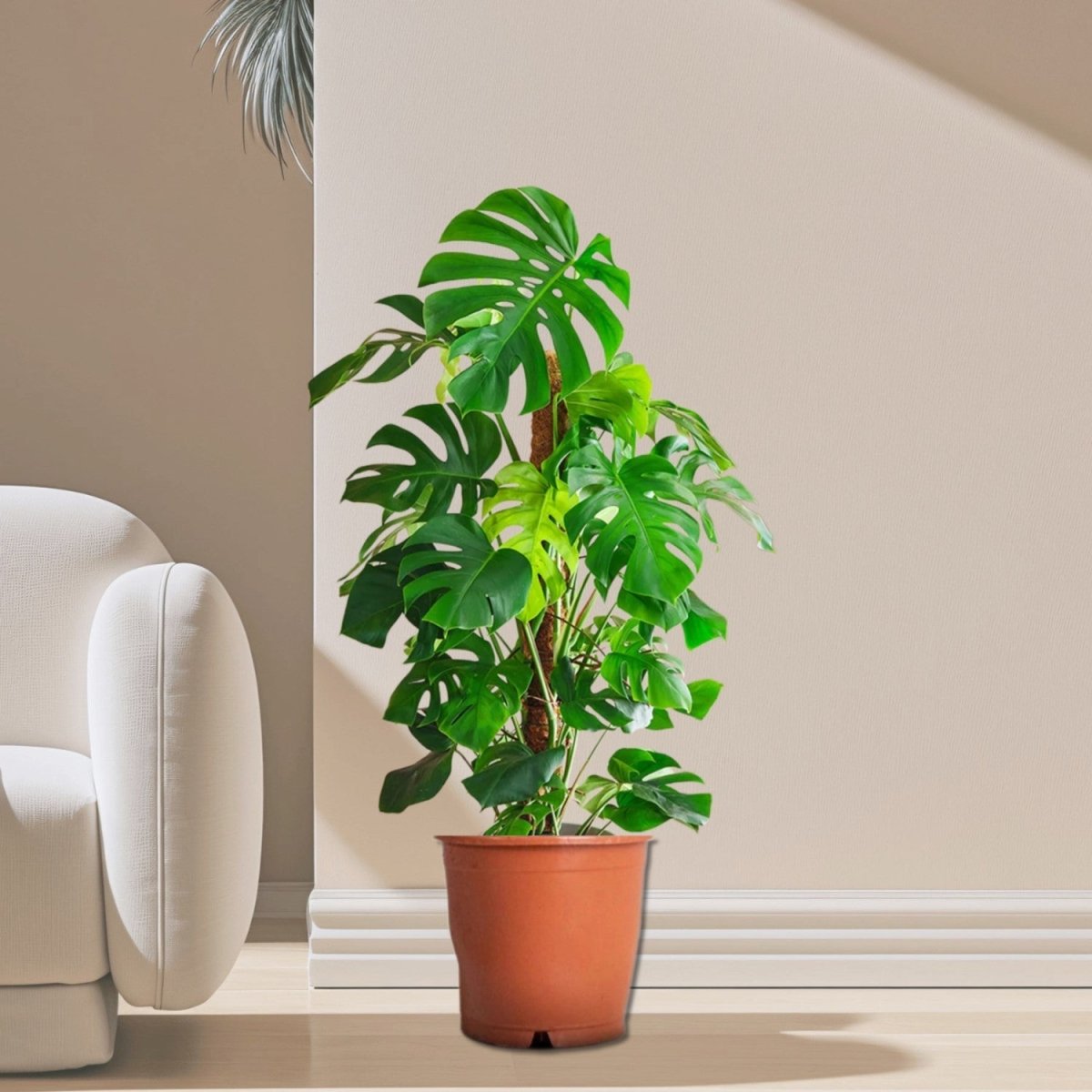 Monstera Deliciosa "The Hurricane or Swiss Cheese Plant" Holland - Greensouq - 