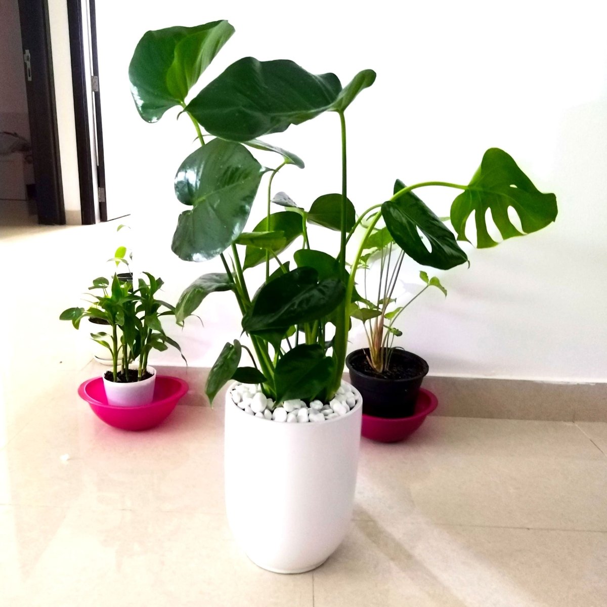 Monstera Deliciosa "The Hurricane or Swiss Cheese Plant" Holland - Greensouq - 