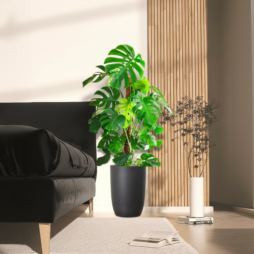 Monstera Deliciosa "The Hurricane or Swiss Cheese Plant" Holland - Greensouq - 