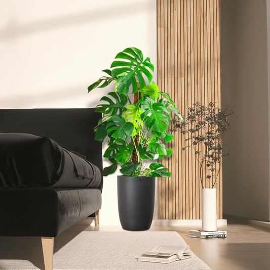 Monstera Deliciosa "The Hurricane or Swiss Cheese Plant" Holland - Greensouq - 