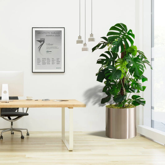 Monstera Deliciosa "The Hurricane or Swiss Cheese Plant" Office Plant Overall Height 100 - 120 cm - Greensouq - 