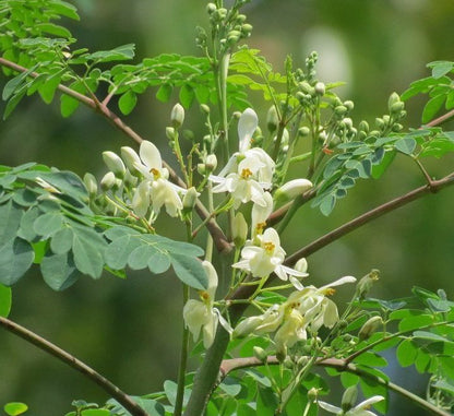 Moringa Oleifera "Drum - Stick Tree" - Greensouq - 