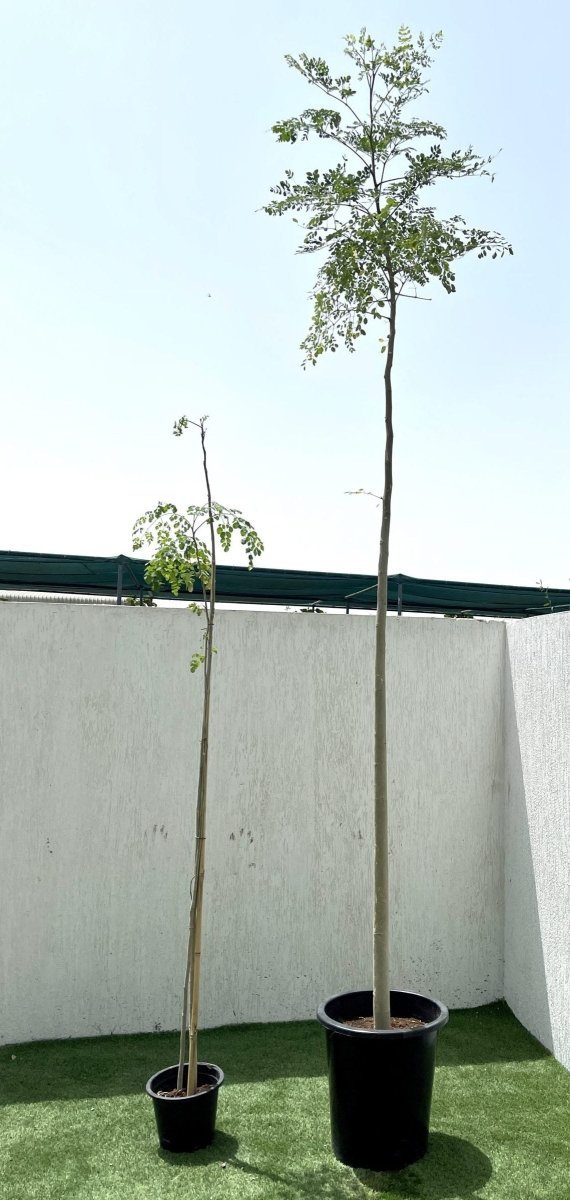 Moringa Oleifera "Drum - Stick Tree" 6 liter Pot - Greensouq - 