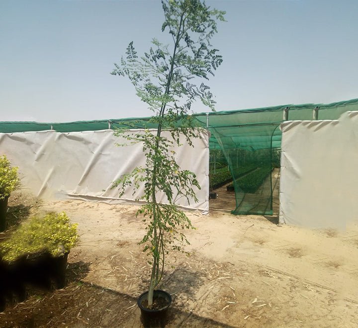 Moringa Oleifera "Drum - Stick Tree" 6 liter Pot - Greensouq - 