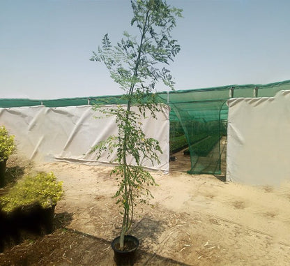 Moringa Oleifera "Drum - Stick Tree" - Greensouq - 
