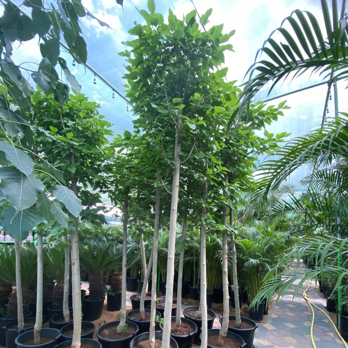 Morus Alba Or Mulberry Tree 3.0 - 3.5m شجرة توت - Greensouq - 