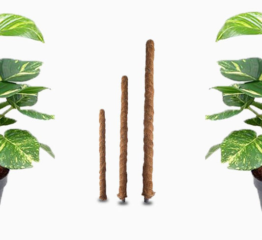 Moss Plant Support Stick - Greensouq - 