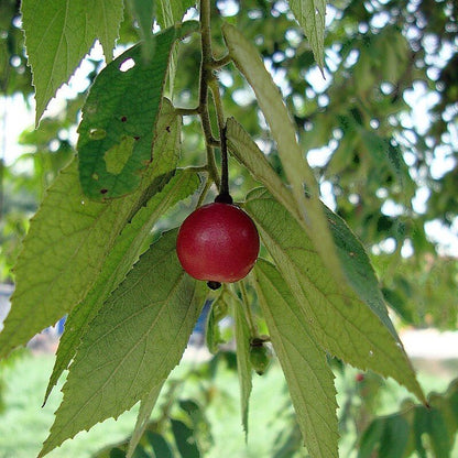Muntingia calabura (Jamaican Cherry / Strawberry Tree) 2.0 - 2.5m - Greensouq - 