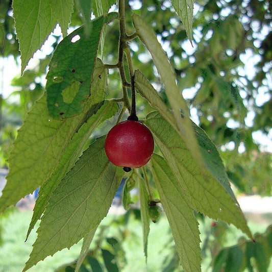 Muntingia calabura (Jamaican Cherry / Strawberry Tree) 2.0 - 2.5m - Greensouq - 