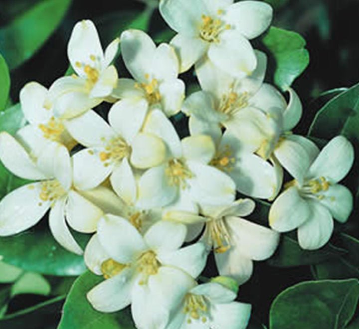 Murraya Paniculata "Orange or Thai Jasmine" - Greensouq - 