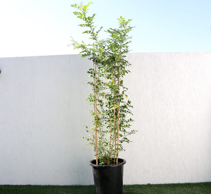 Murraya Paniculata "Orange or Thai Jasmine" - Greensouq - 