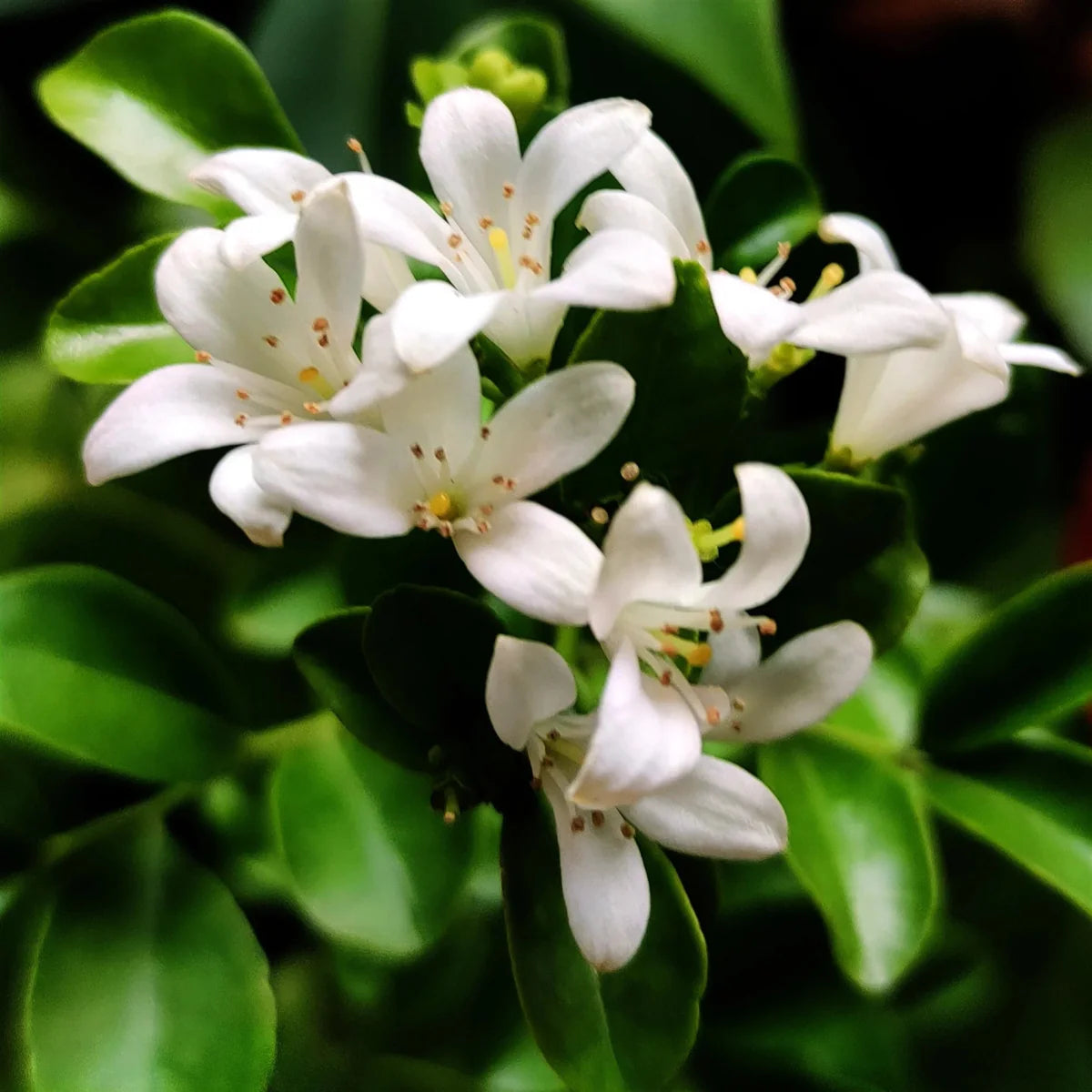 Murraya Paniculata "Orange or Thai Jasmine" - Greensouq - 