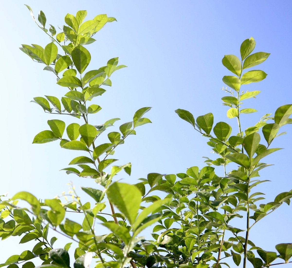 Murraya Paniculata "Orange or Thai Jasmine" - Greensouq - 