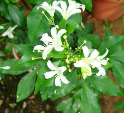Murraya Paniculata "Orange or Thai Jasmine" - Greensouq - 