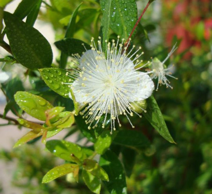 Myrtus Communis "‎Myrtle" 40 - 60cm - Greensouq - 