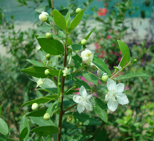 Myrtus Communis "‎Myrtle" 40 - 60cm - Greensouq - 
