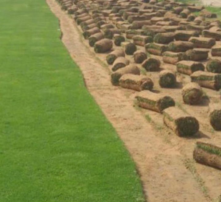 Natural Carpet Paspalum Grass "Paspalium vaginatum" - Greensouq - 