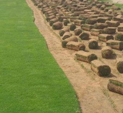 Natural Carpet Paspalum Grass "Paspalium vaginatum" - Greensouq - 