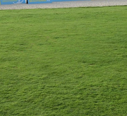 Natural Carpet Paspalum Grass "Paspalium vaginatum" - Greensouq - 