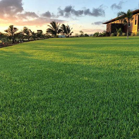 Natural Carpet Paspalum Grass "Paspalium vaginatum" - Greensouq - 
