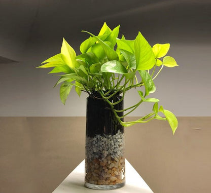 Neon Pothos (20 - 30 cm) - Greensouq - 