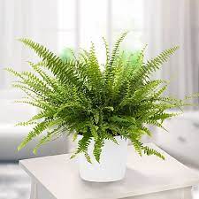 Nephrolepis exaltata "Green Lady", Boston Fern or Sword Fern - Greensouq - 
