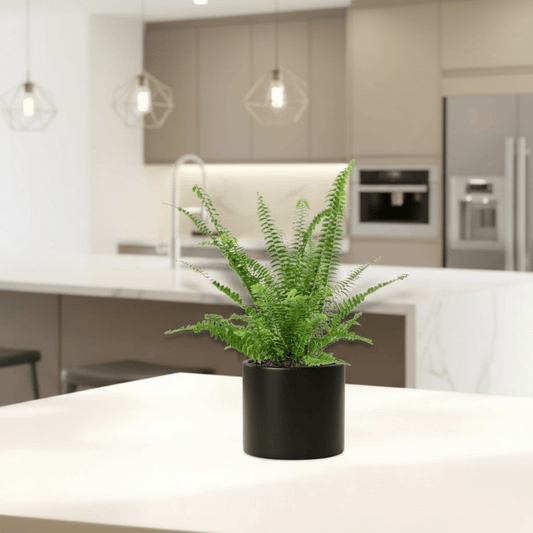 Nephrolepis exaltata "Green Lady", Boston Fern or Sword Fern - Greensouq - 