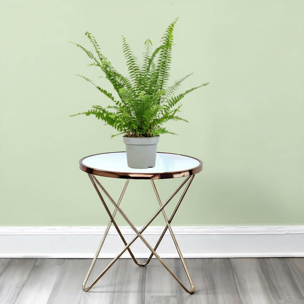 Nephrolepis exaltata "Green Lady", Boston Fern or Sword Fern - Greensouq - 
